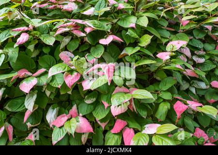 Kiwi-Rebsorte, Actinidia kolomikta. Stockfoto