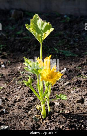 Blume auf Courgette 'Zucchini', Cucurbita pepo, wächst in einem Gemüsegarten oder Zuteilung. Stockfoto