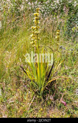 Hellgelbäugige Gräser, Sisyrinchium striatum. Stockfoto