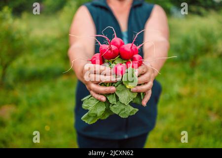 Nahaufnahme von frisch gepflückten Bio-Radieschen in den Händen des Gärtners Stockfoto