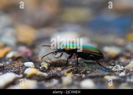 Schimmernde Käfer auf Steinen - Seitenansicht Stockfoto