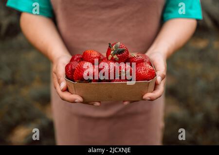 Erdbeerzüchter mit Ernte. Die Bäuerin reicht im Sommer auf einem Bauernmarkt im Garten auf einem Öko-Papierkarton frische Erdbeeren Stockfoto