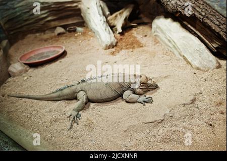 Große Leguan-Eidechse im Terrarium im Zoo. Stockfoto