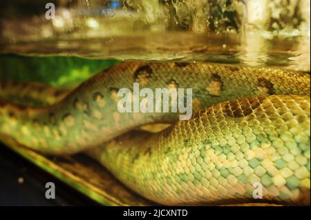 Anaconda Wasser Boa Schlange im Aquarium. Stockfoto