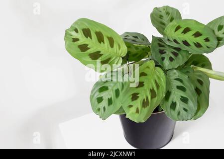 Grüne maranta leuconeura kerchoveana Pflanze im Topf mit weißem Hintergrund Stockfoto