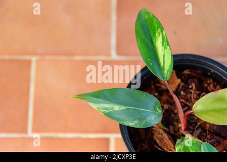 Philodendron Red Emerald / Philodendron Stawberry Shake Stockfoto