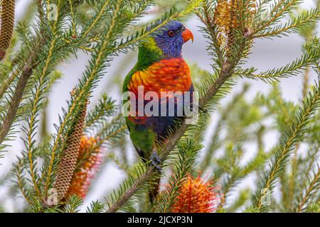 Rainbow Lorikeet (Trichoglossus moluccanus) in der australischen einheimischen Vegetation, banksia ericifolia, beheimatet, ernährt sie sich vom Nektar ihrer Blüten. Stockfoto