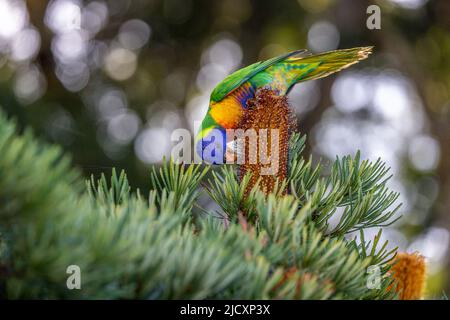 Regenbogen-Lorikeet (Trichoglossus moluccanus), der nach unten reicht, um sich in der australischen einheimischen Vegetation, banksia ericifolia, mit Bokeh im Hintergrund zu ernähren. Stockfoto