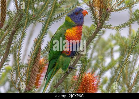 Rainbow Lorikeet (Trichoglossus moluccanus) thront auf einer Banksia ericifolia Pflanze, wo sie sich vom Nektar ihrer Blüten ernährt, Sydney, Australien. Stockfoto
