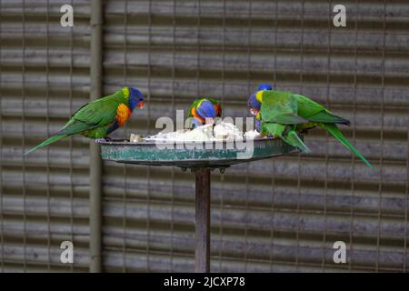 Fünf Regenbogenlorikeets (Trichoglossus moluccanus), die sich auf einem Metalltablett mit einem Drahtzaun im Hintergrund in Sydney, Australien, mit Tierfutter füttern. Stockfoto