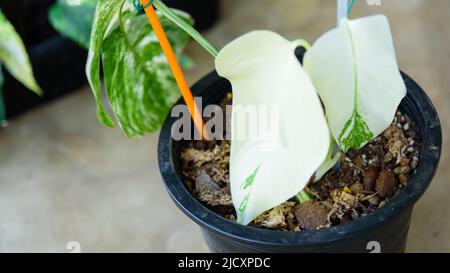 Monstera Borsigiana Albo hat sich im Topf vervielfältigt Stockfoto