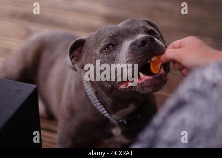 Staffordshire Bull Terrier Gesicht beim Essen einer Orange, die von einer menschlichen Hand angeboten wird. Stockfoto
