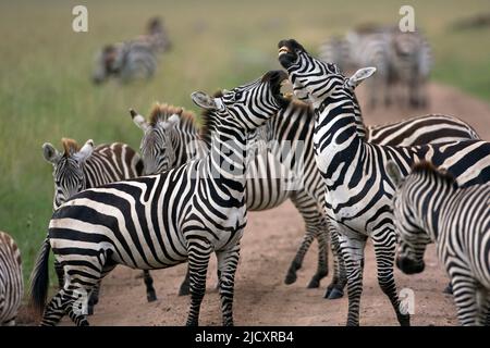 Grant-Zebra (Equus quagga boehmi) ist die kleinste der sieben Unterarten des Flachzebra. Diese Unterart repräsentiert die Zebraform der Sere Stockfoto