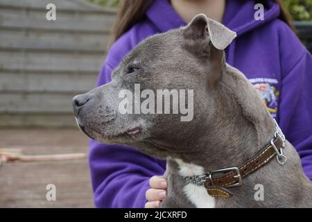 Seitliches Porträt eines blauen Staffordshire Bull Terrier (SBT) mit starkem Kiefer, weichen Augen und kurzem blauem Fell bei natürlichem Außenlicht. Stockfoto