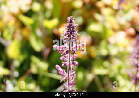 Salvia nemorosa „Amethyst“ Garten blühende Pflanze Bokeh Hintergrund Stockfoto