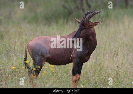 Topi (Damaliscus lunatus) im Masai Mara Game Reserve, Kenia Stockfoto