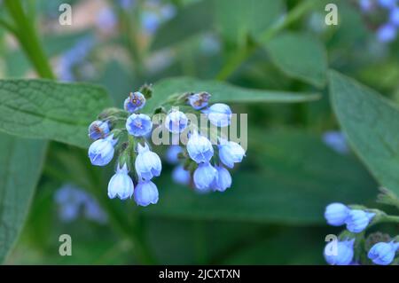 Wunderschöne blaue Blüten von Symphytum caucasicum, auch bekannt als Beinwell, blühen in einem Frühlingspark. Garten und Park. Stockfoto