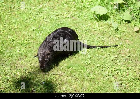 Nutria an einem Teich Stockfoto