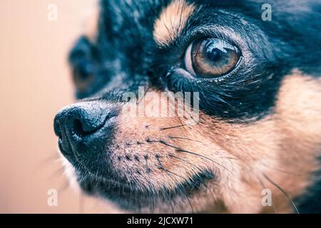 Chihuahua Hund tricolor schwarz weiß braun. Tier, Haustier. Nahaufnahme eines Hundes. Stockfoto