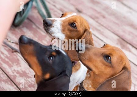 Drei Zwergdachshunde mit aufgespickten Gesichtern. Hochwertige Fotos Stockfoto