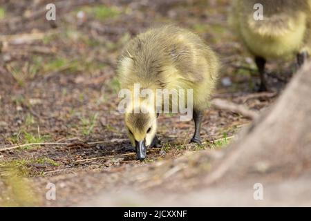 Baby Canada Goose, Branta canadensis oder Gänse, die auf der Suche nach Nahrung auf dem Boden sind. Hochwertige Fotos Stockfoto