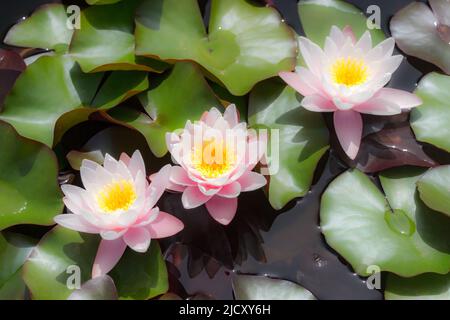Drei Seerosen (Nymphaeaceae) blühen im Mai in südfrankreich. Stockfoto