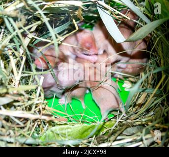 Nahaufnahme des Hamsternests. Viele kleine Hamster im Gras nisten. Neugeborene Hamster. Kleine Nagetiere. Haustiere. Syrische Hamster. Sehr kleine blinde Hamster. Fortpflanzung und Zucht von Haustieren. Nagetier-Jungen Stockfoto