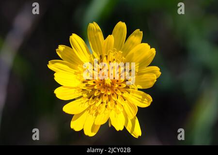 Tragopogon, Ziegenbart gelbe Blume in Wiese Nahaufnahme selbstblühenden Fokus Stockfoto