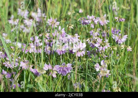 Securigera varia, violette Krone vetch rosa Blüten in Wiese Nahaufnahme selektiven Fokus Stockfoto