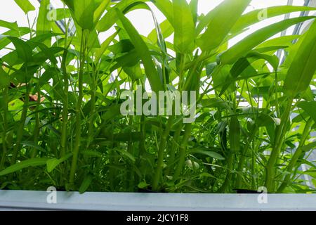 Pflanze Wasser Spinat mit Hydro-System Farm. Hydroponiksystem in indonesien Stockfoto