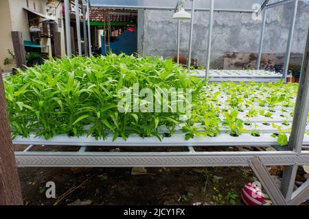 Pflanze Wasser Spinat mit Hydro-System Farm. Hydroponiksystem in indonesien Stockfoto