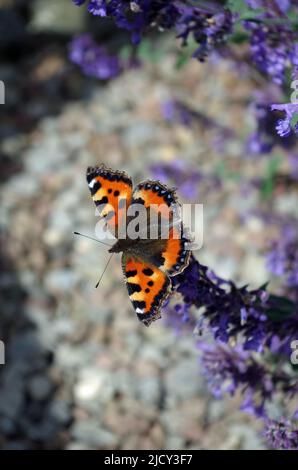 Aglais urticae im Garten. Stockfoto