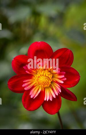 WA21660-00...WASHINGTON - Bunte Blume im Dahlia Display Garden im Bellevue Botanical Garden. Stockfoto