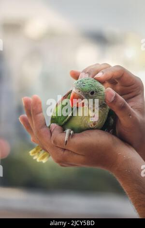 Der schöne Baby-Phasant in menschlichen Händen. Stockfoto