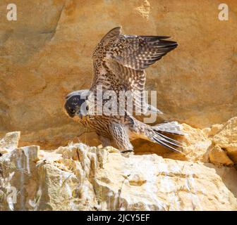 Falcon-Küken, die gerade aus einem Steinbruch in den Cotswold Hills Gloucestershire, Großbritannien, flüchten Stockfoto