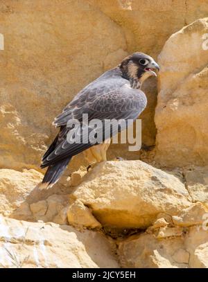 Falcon-Küken, die gerade aus einem Steinbruch in den Cotswold Hills Gloucestershire, Großbritannien, flüchten Stockfoto