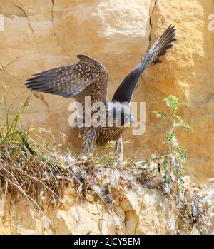 Falcon-Küken, die gerade aus einem Steinbruch in den Cotswold Hills Gloucestershire, Großbritannien, flüchten Stockfoto