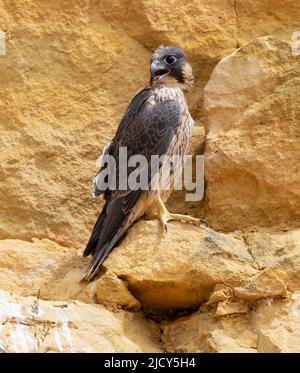 Falcon-Küken, die gerade aus einem Steinbruch in den Cotswold Hills Gloucestershire, Großbritannien, flüchten Stockfoto