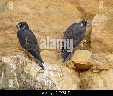 Falcon-Küken, die gerade aus einem Steinbruch in den Cotswold Hills Gloucestershire, Großbritannien, flüchten Stockfoto