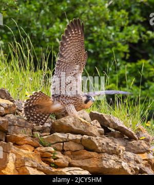 Falcon-Küken, die gerade aus einem Steinbruch in den Cotswold Hills Gloucestershire, Großbritannien, flüchten Stockfoto