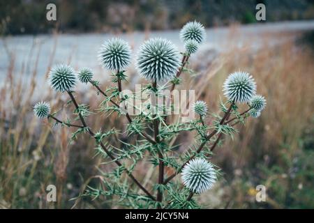 Echinops sphaerocephalus, großer oder glandulärer Kugeldistel. Sommer Wildblumen auf der Wiese. Abstrakt floral natürlichen Hintergrund Stockfoto