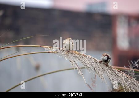 Zwei Sperling suchen in der Wintersaison nach Nahrung. Stockfoto