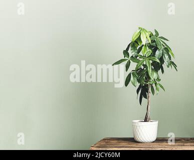 Pachira aquatica (Guayana Kastanie oder Geldbaum) in einem weißen Blumentopf auf dem Holztisch isoliert auf einem hellgrünen Hintergrund, Minimalismus und scandi Stockfoto