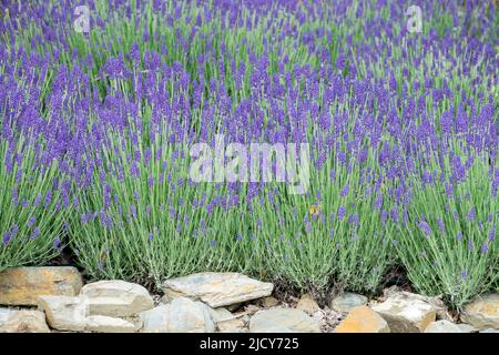 Stein Wand Lavendel duftend, Pflanzen im Garten, Wand, Lavandula, Blumen Stockfoto