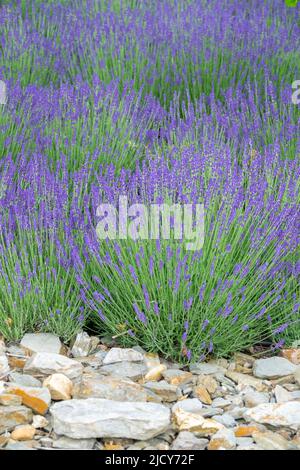 Blühender Lavendel wächst auf steinigen Böden Stockfoto