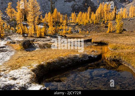WA21683-00...WASHINGTON - Alpine Lärche, die während der Herbstsaison im Wildnisgebiet der Alpine Lakes ein Becken unterhalb des Ingalls Peak aufhellt. Stockfoto