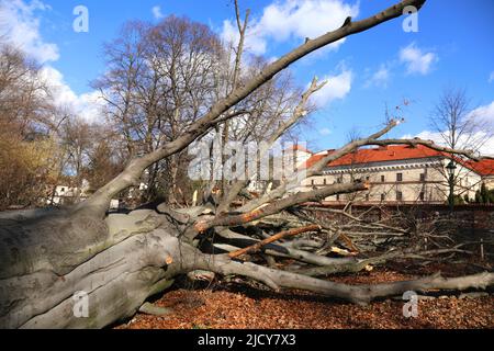 Krakau. Krakau. Polen. Gefallene Buche (Fagus sylvatica) im Stadtpark. Stockfoto