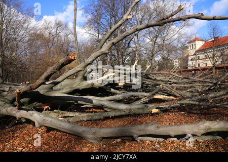 Krakau. Krakau. Polen. Gefallene Buche (Fagus sylvatica) im Stadtpark. Stockfoto