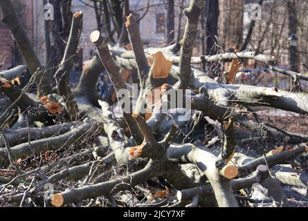 Krakau. Krakau. Polen. Gefallene Buche (Fagus sylvatica) im Stadtpark. Stockfoto