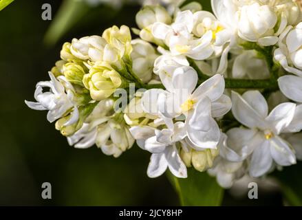 Blume der Gemeinen Flieder (Syringa vulgaris ‘Mme Lemoine’) Stockfoto